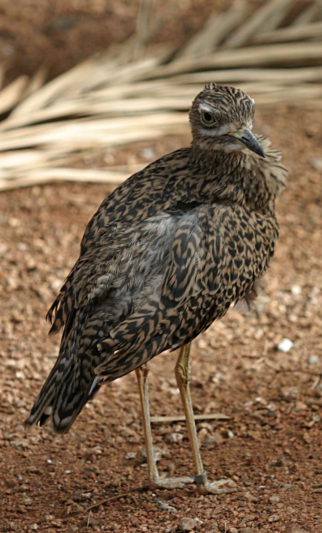 Image of Cape Thick-knee