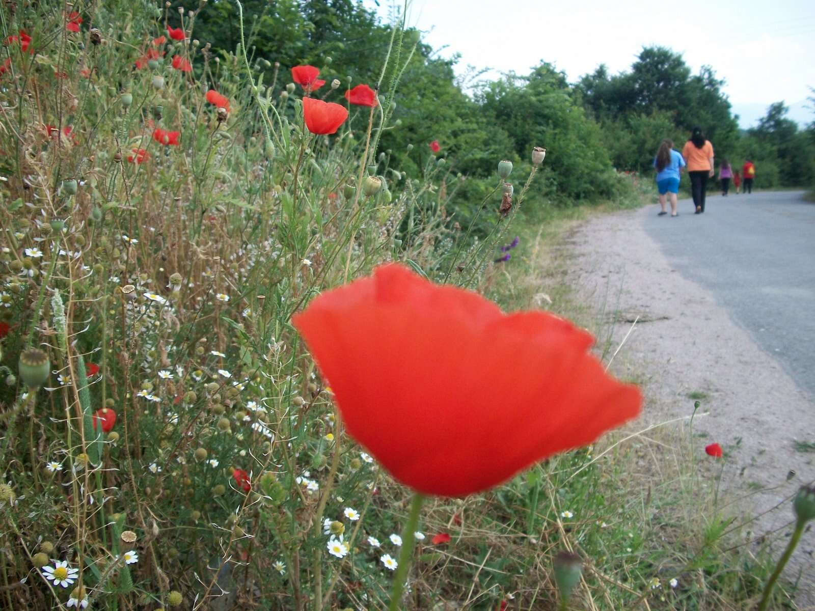 Image of corn poppy