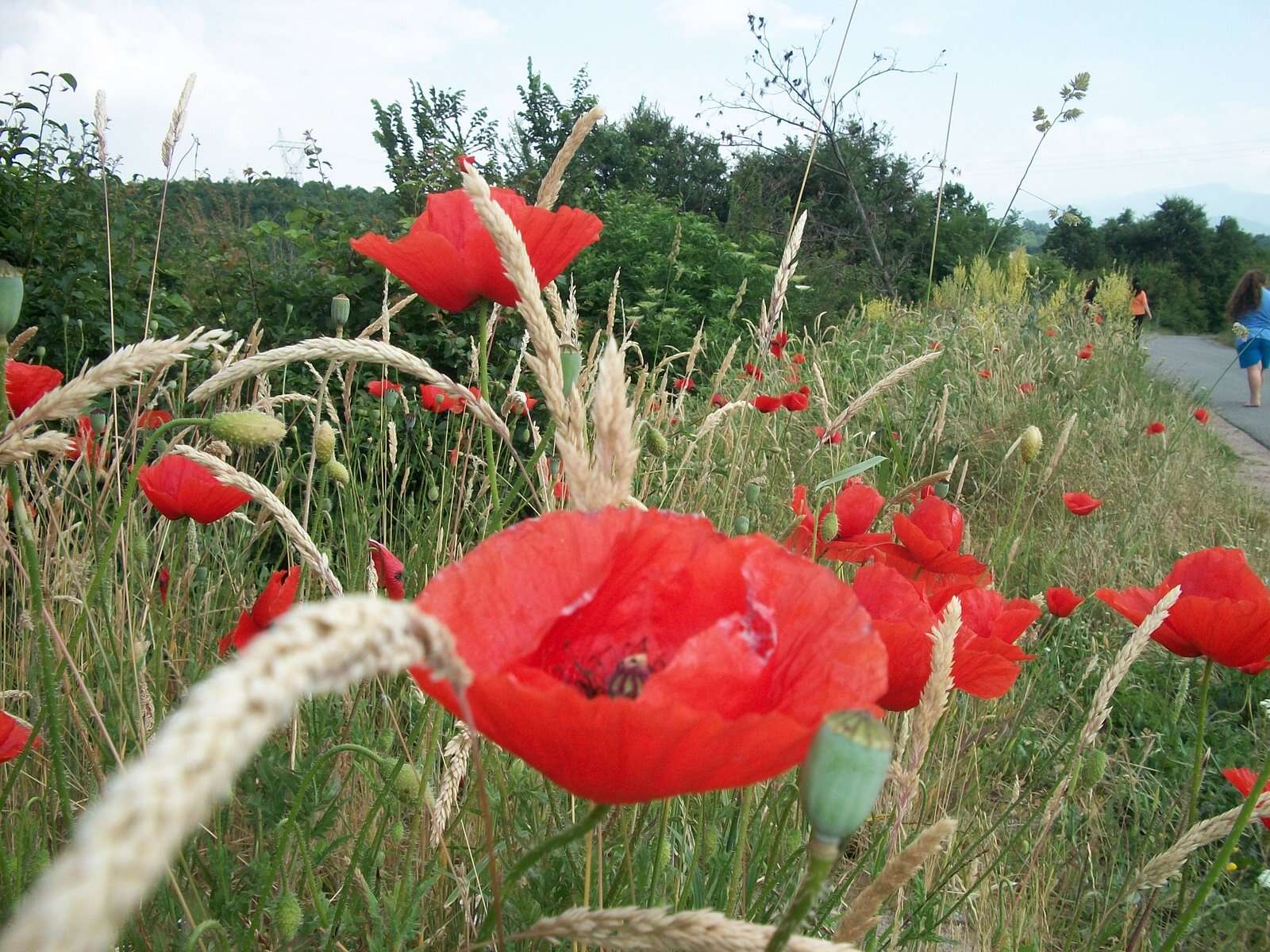 Image of corn poppy