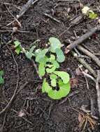 Image of Kidney-leaf