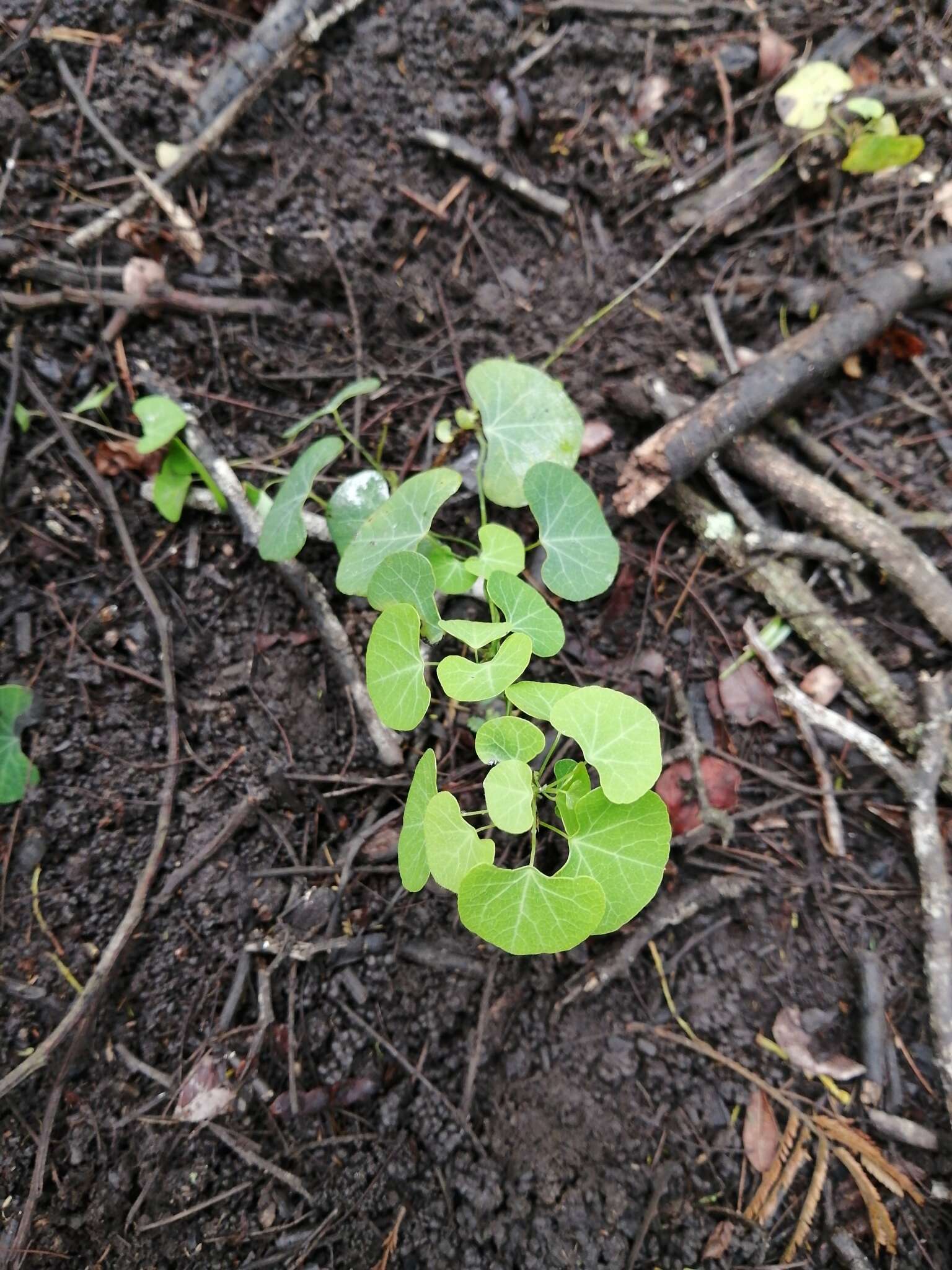 Image of Kidney-leaf