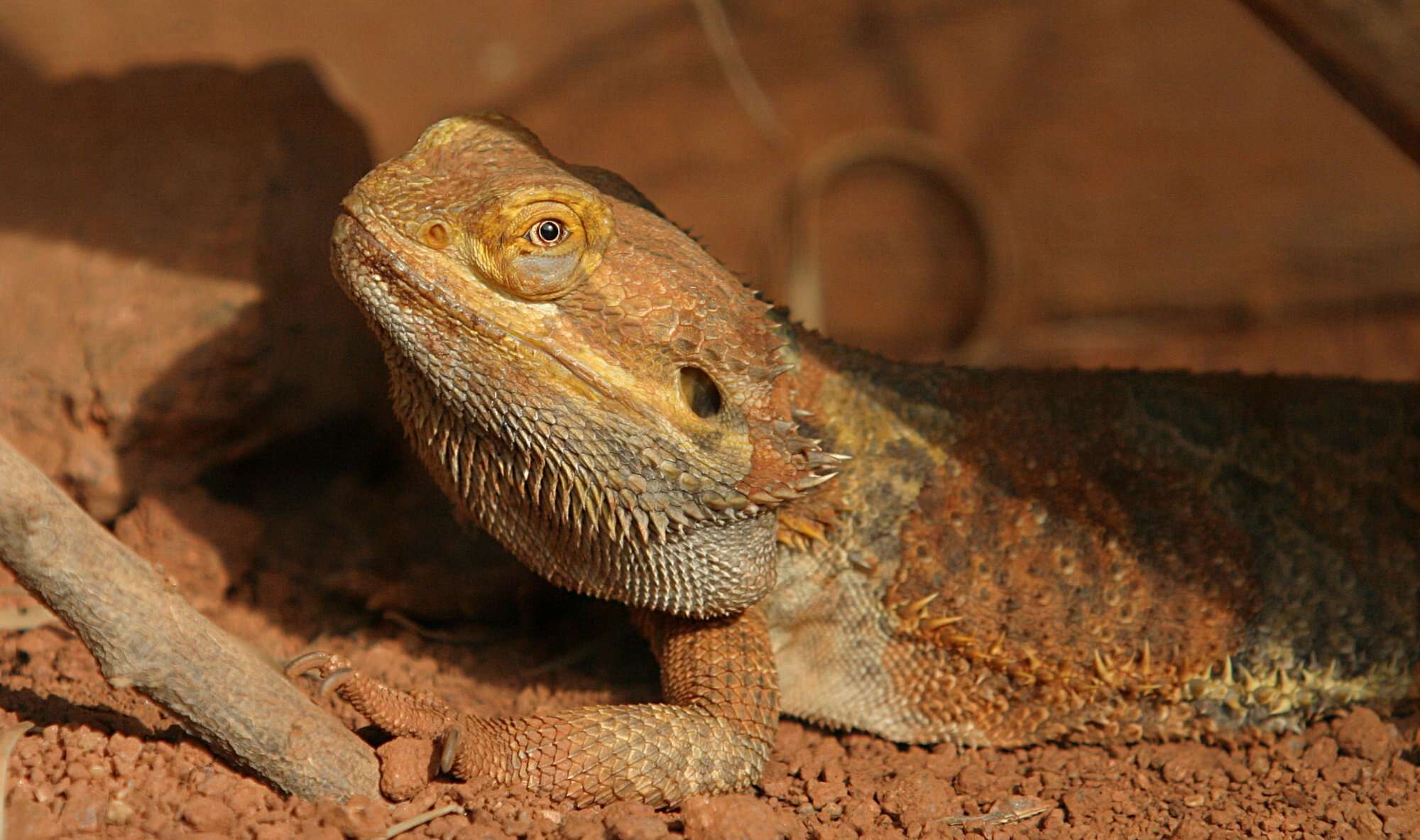 Plancia ëd Pogona vitticeps (Ahl 1926)