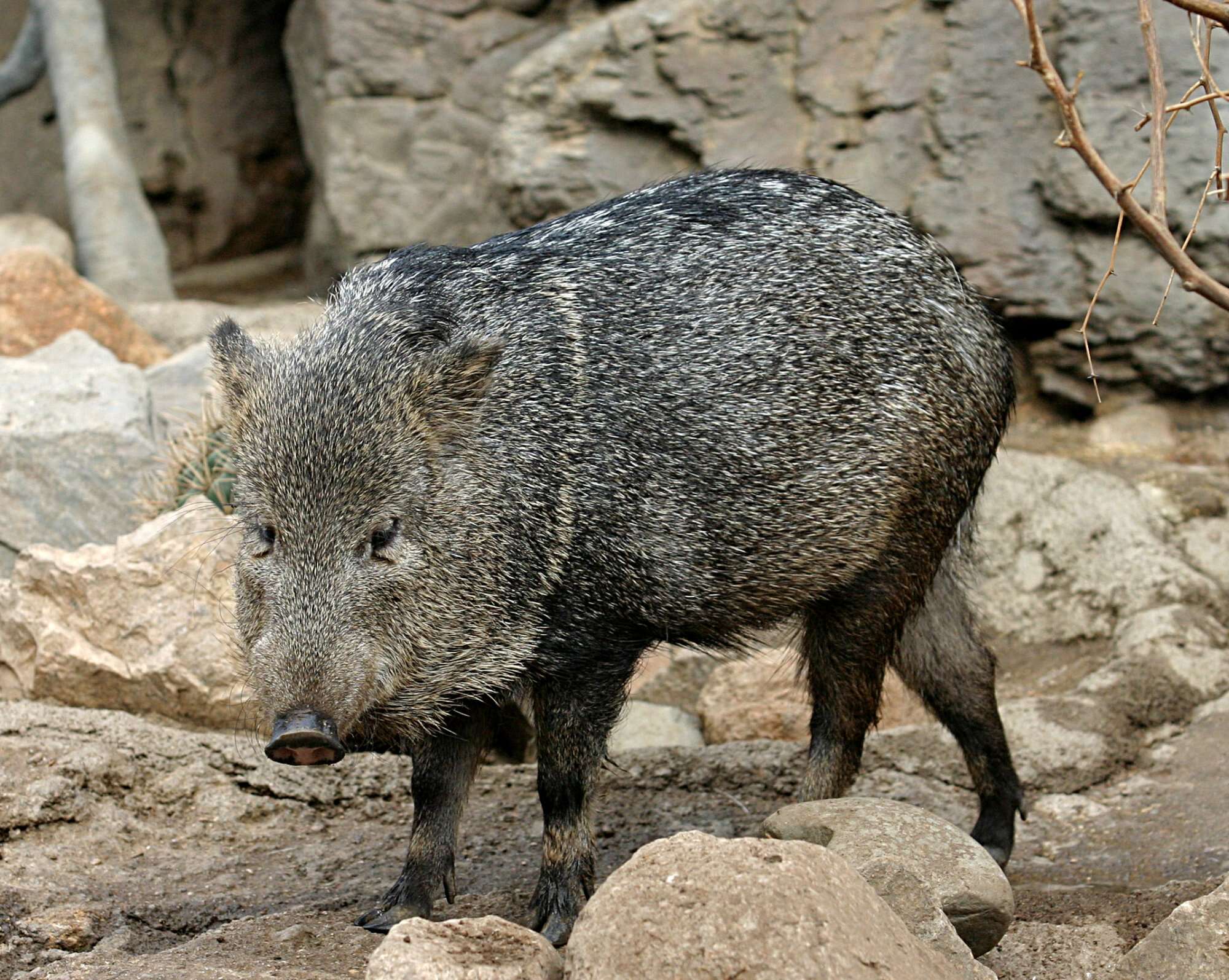 Image of peccaries