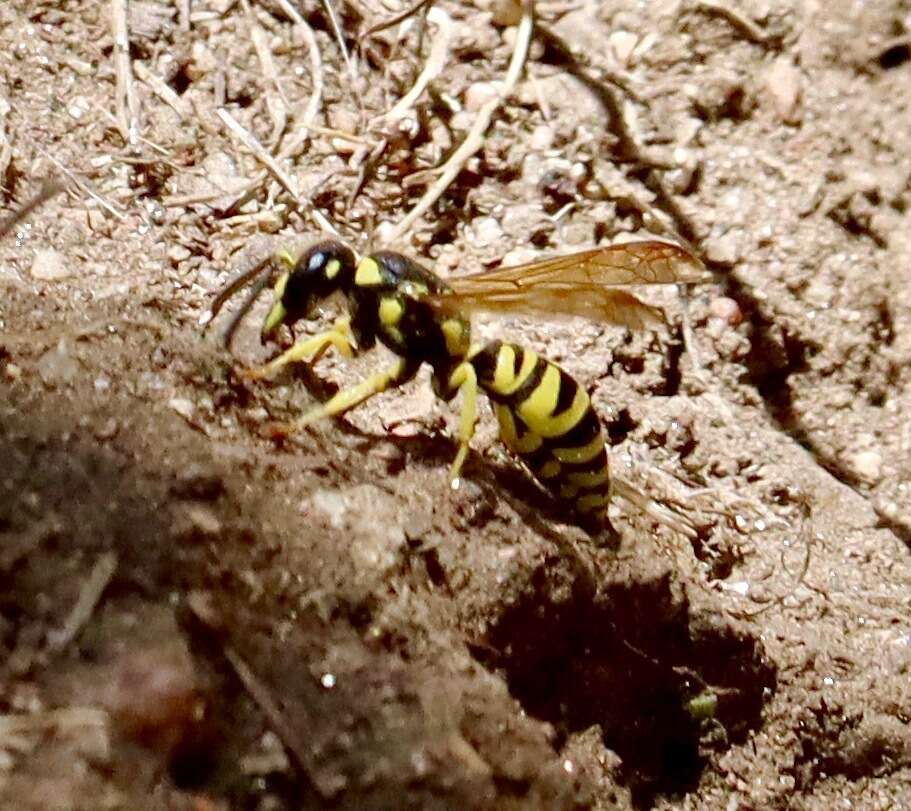 Sivun Ancistrocerus adiabatus cytainus (Cameron 1906) kuva