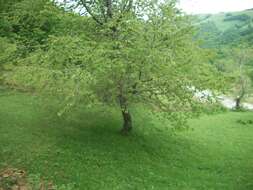 Image of gean, wild cherry