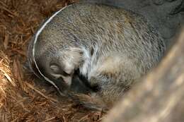 Image of badger