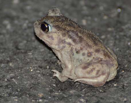 Imagem de Scaphiopus hurterii Strecker 1910