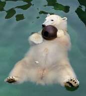 Imagem de urso-polar