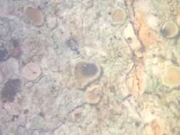 Image of Vouauxiella lichenicola (Linds.) Petr. & Syd. 1927