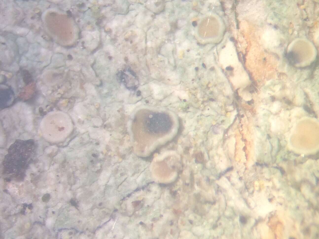 Image of Vouauxiella lichenicola (Linds.) Petr. & Syd. 1927