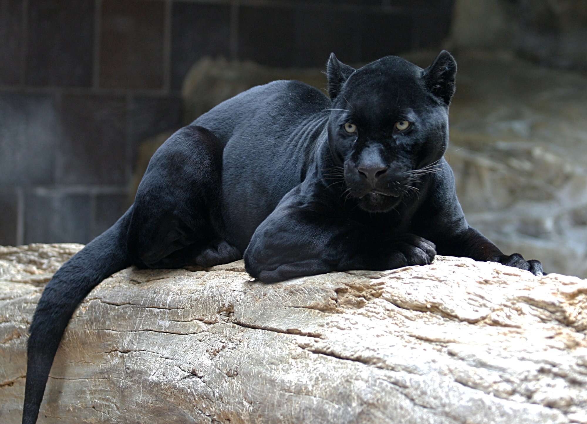 Image of Jaguar