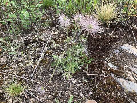 Image of Pulsatilla pratensis subsp. hungarica Soó