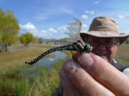 Image of Common Hawker