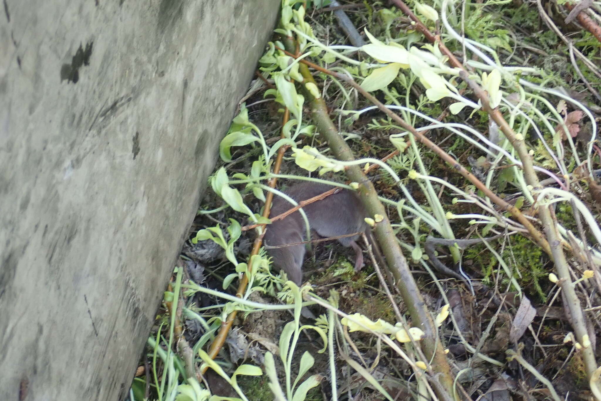 Image of greater white-toothed shrew, house shrew