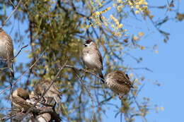 Image of Plum-headed Finch