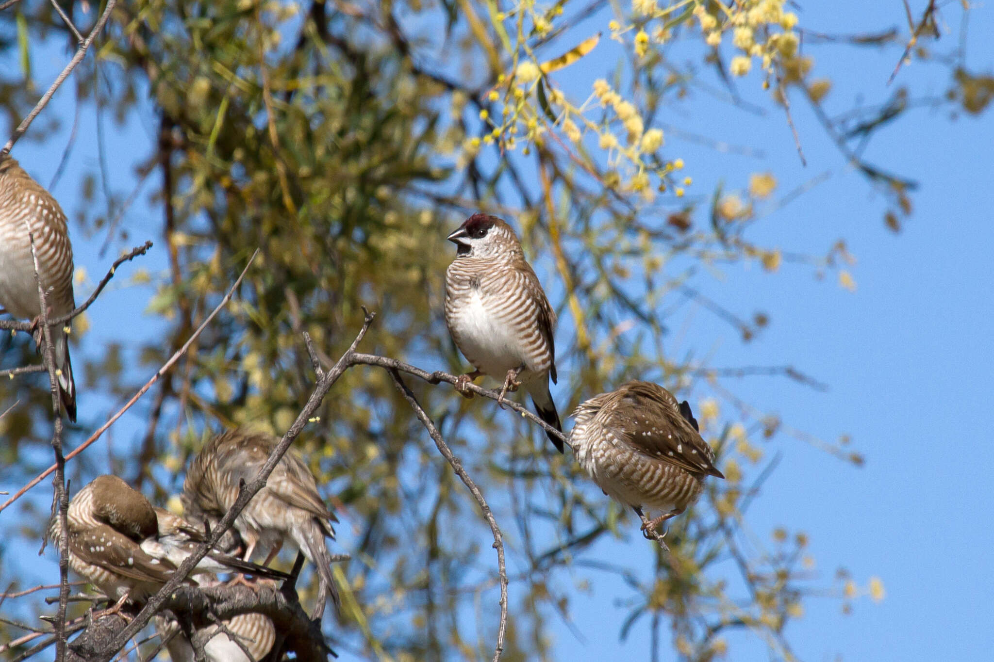 Image of Plum-headed Finch