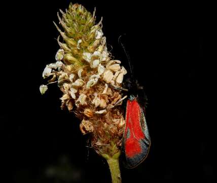 Plancia ëd Zygaena purpuralis Brünnich 1763