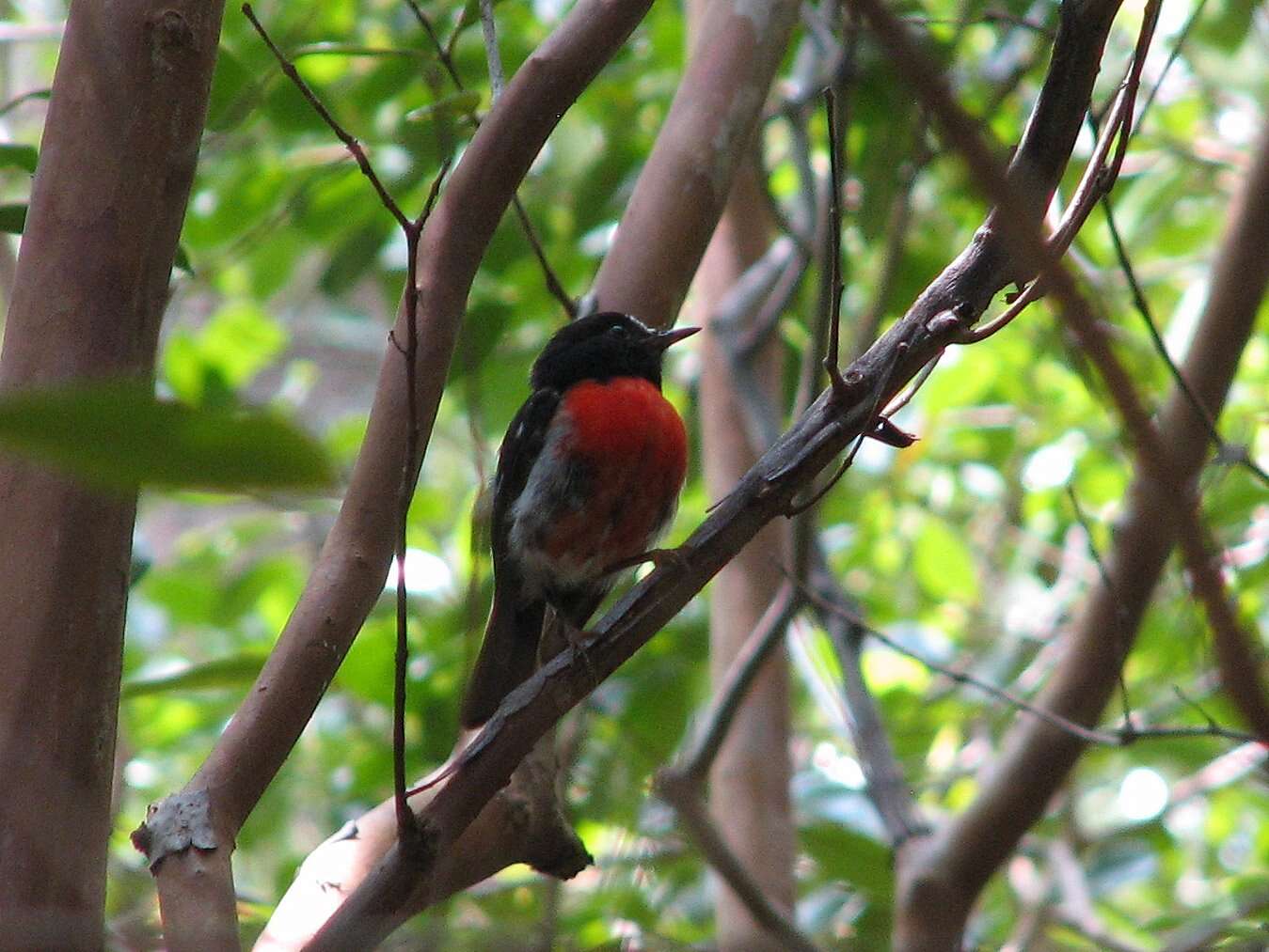 Image of Norfolk Robin