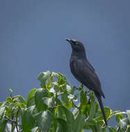 Image of Kenrick's Starling