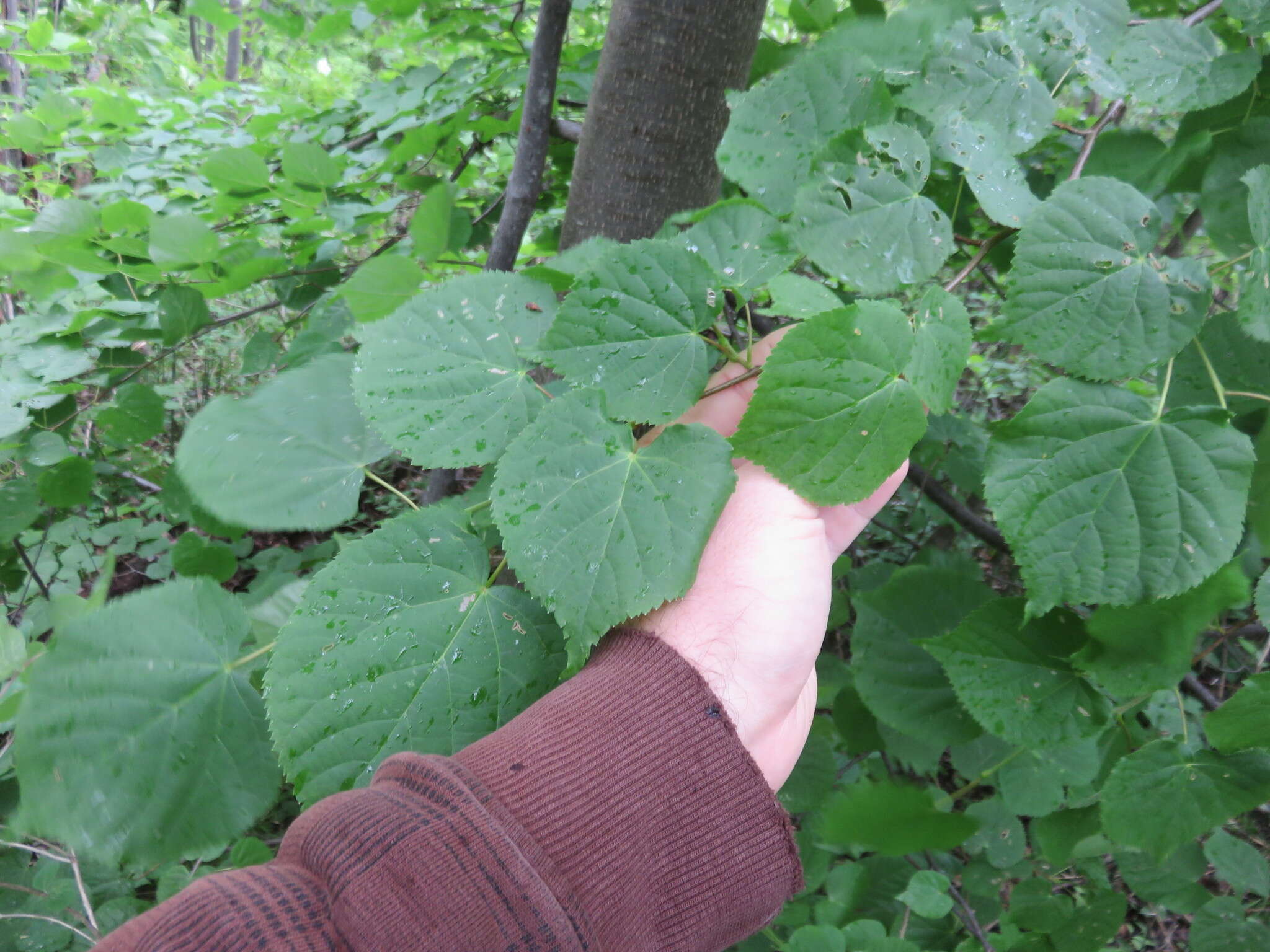 Image of Littleleaf Linden