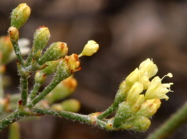 Imagem de Eriogonum microtheca var. ambiguum (M. E. Jones) Reveal