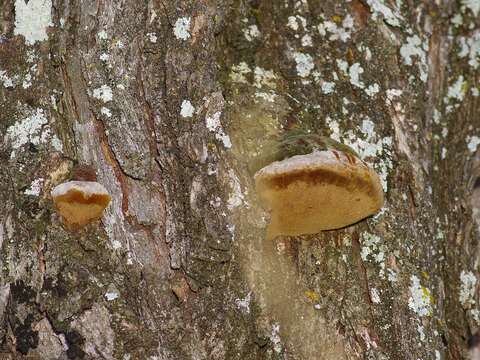 Image de Phellinus badius (Cooke) G. Cunn. 1965