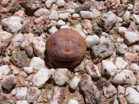 Image of Crassula columnaris Thunb.