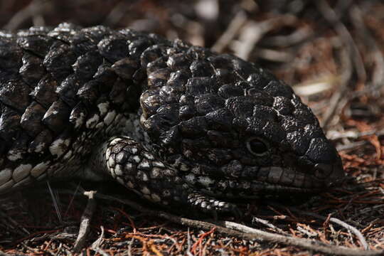 Image of Pinecone lizard