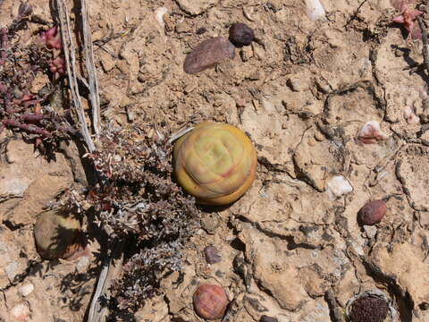 Image of Crassula columnaris Thunb.