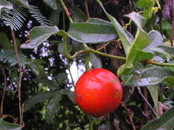 Image of Trichosanthes tricuspidata Lour.