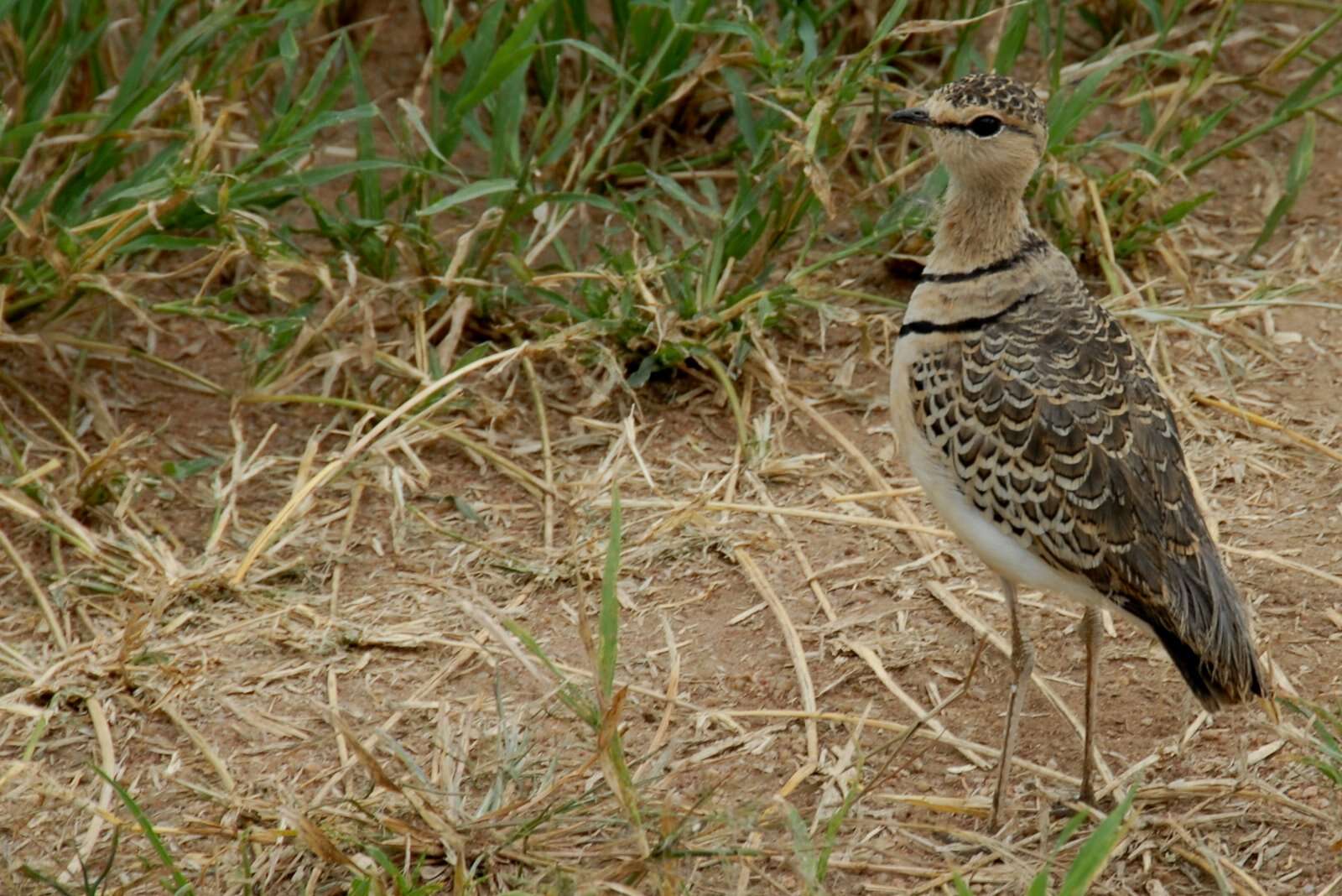 Слика од Rhinoptilus africanus (Temminck 1807)