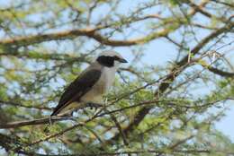 Image of Northern White-crowned Shrike