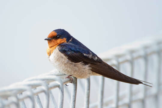 Imagem de Hirundo neoxena Gould 1842