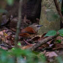 Image of Ochre-cheeked Spinetail