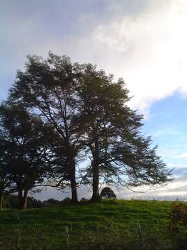 Image of Coigue