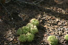 Image of Haworthia cymbiformis var. incurvula (Poelln.) M. B. Bayer