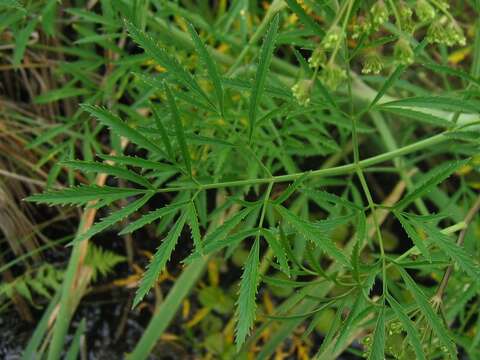 Image of European Waterhemlock