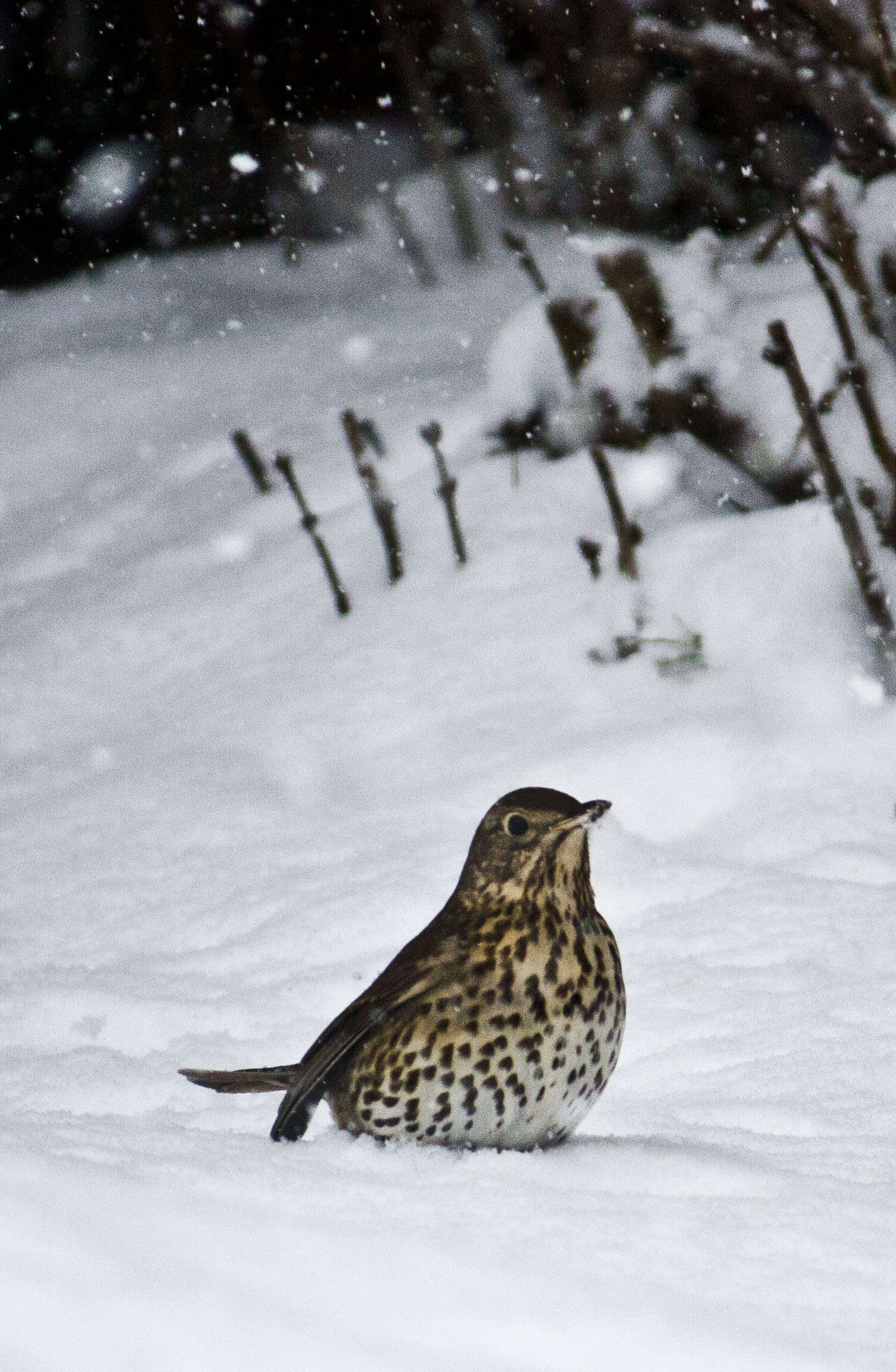 Image of Song Thrush