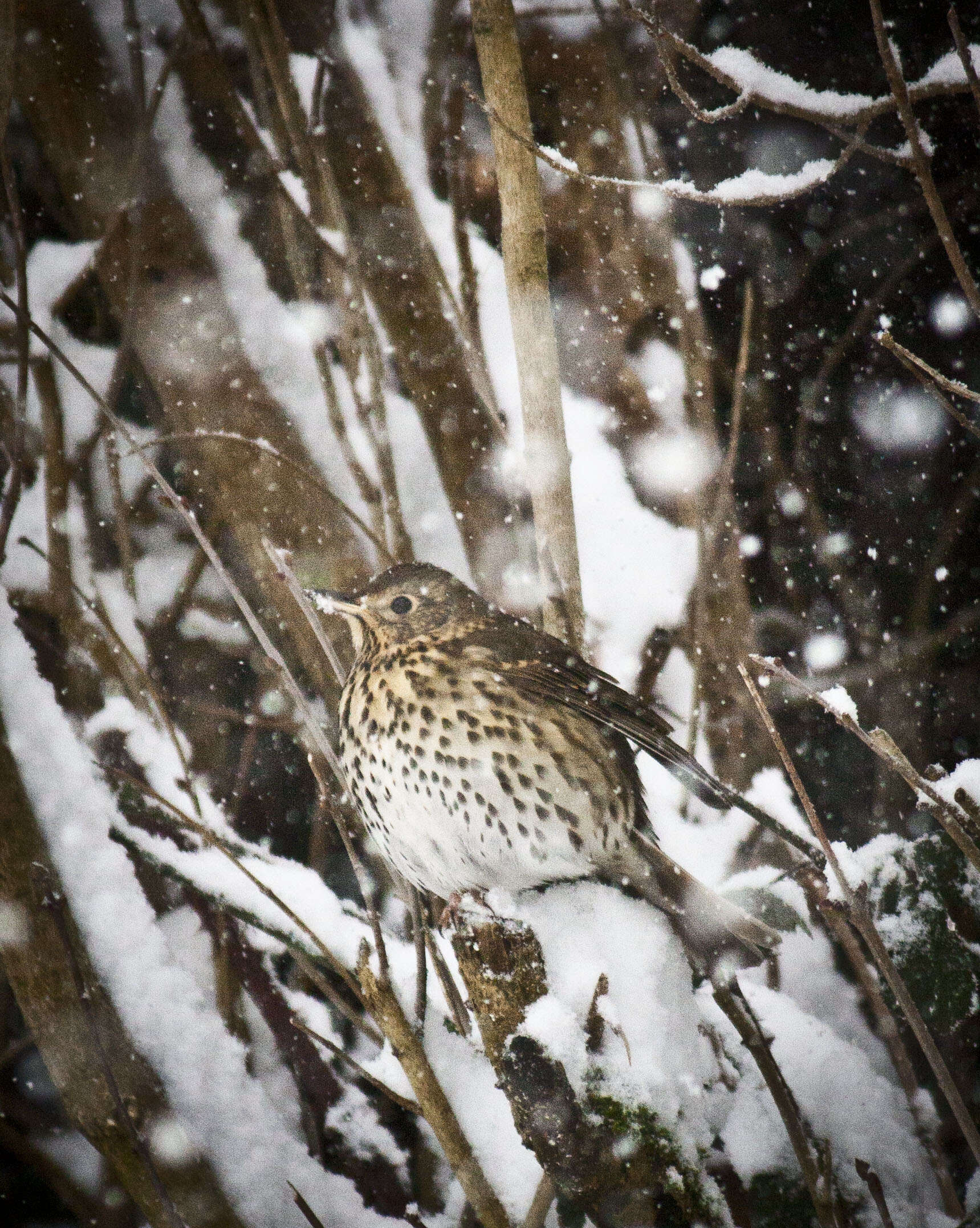 Image of Song Thrush