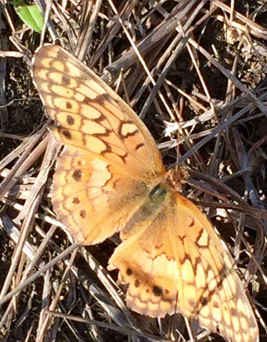 Image of Variegated Fritillary