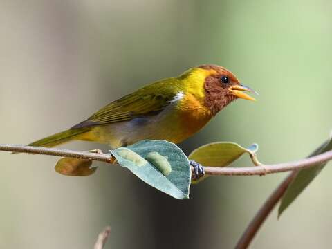 Image of Rufous-headed Tanager