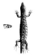 Image de Oligosoma homalonotum (Boulenger 1906)