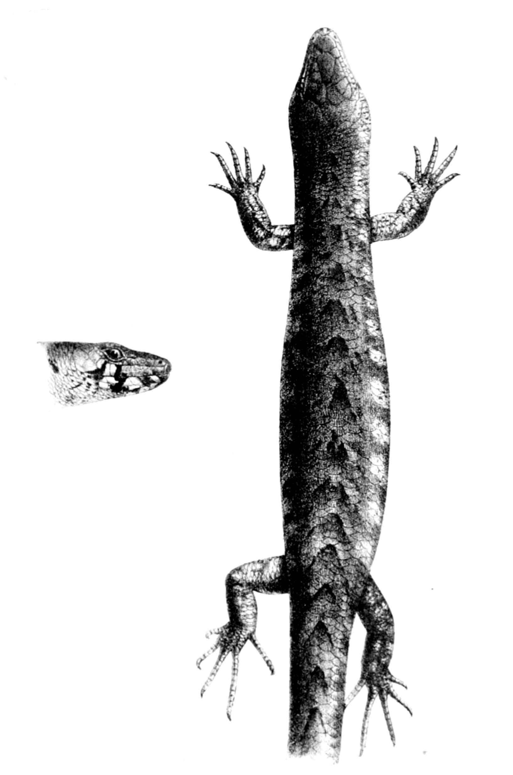 Image de Oligosoma homalonotum (Boulenger 1906)