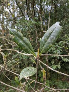 Plancia ëd Quercus sessilifolia Blume