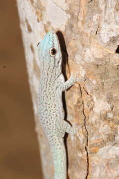 Image of Thicktail Day Gecko