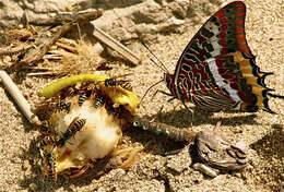 Image of Two-tailed Pasha