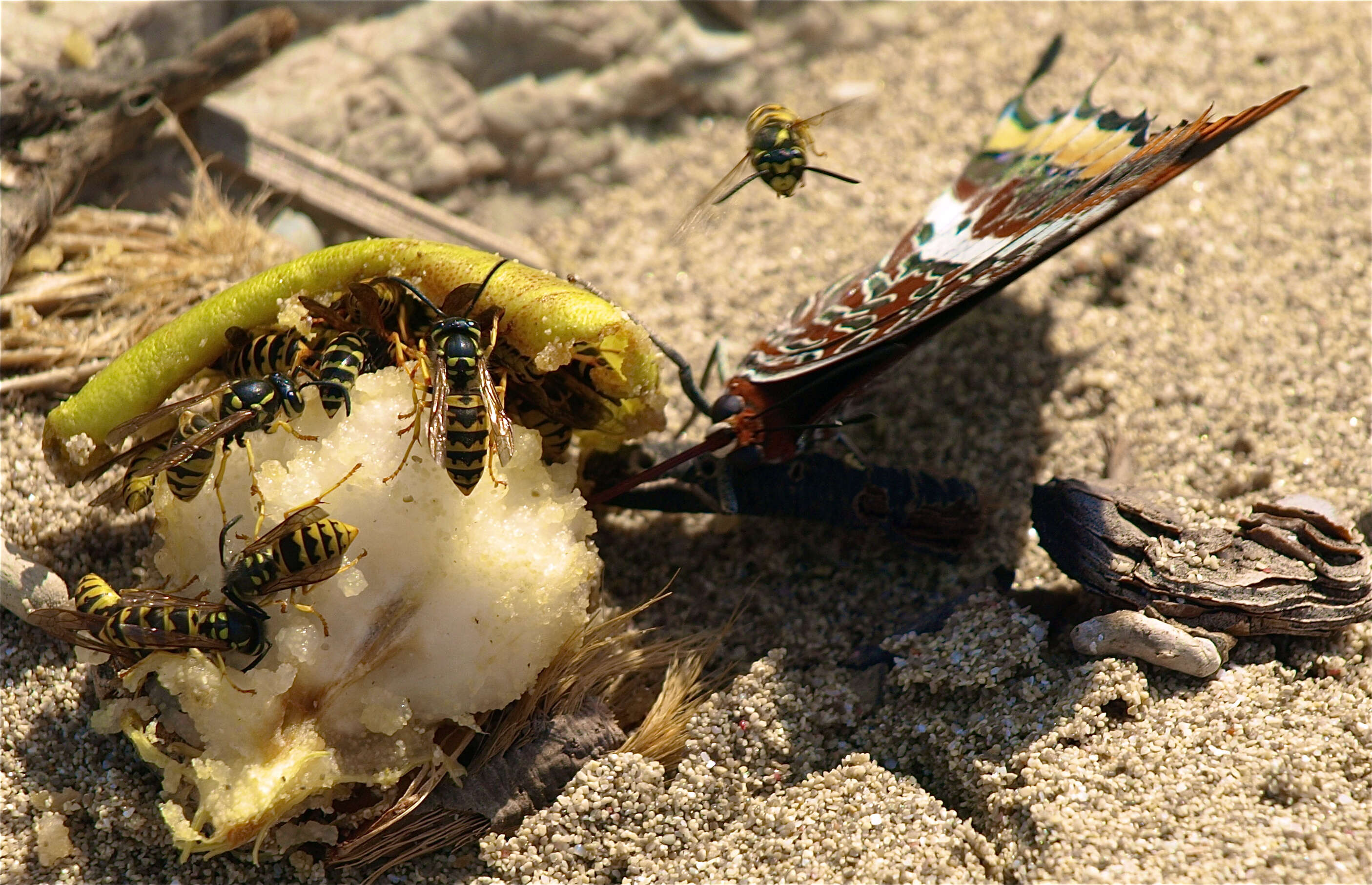 Image of Two-tailed Pasha