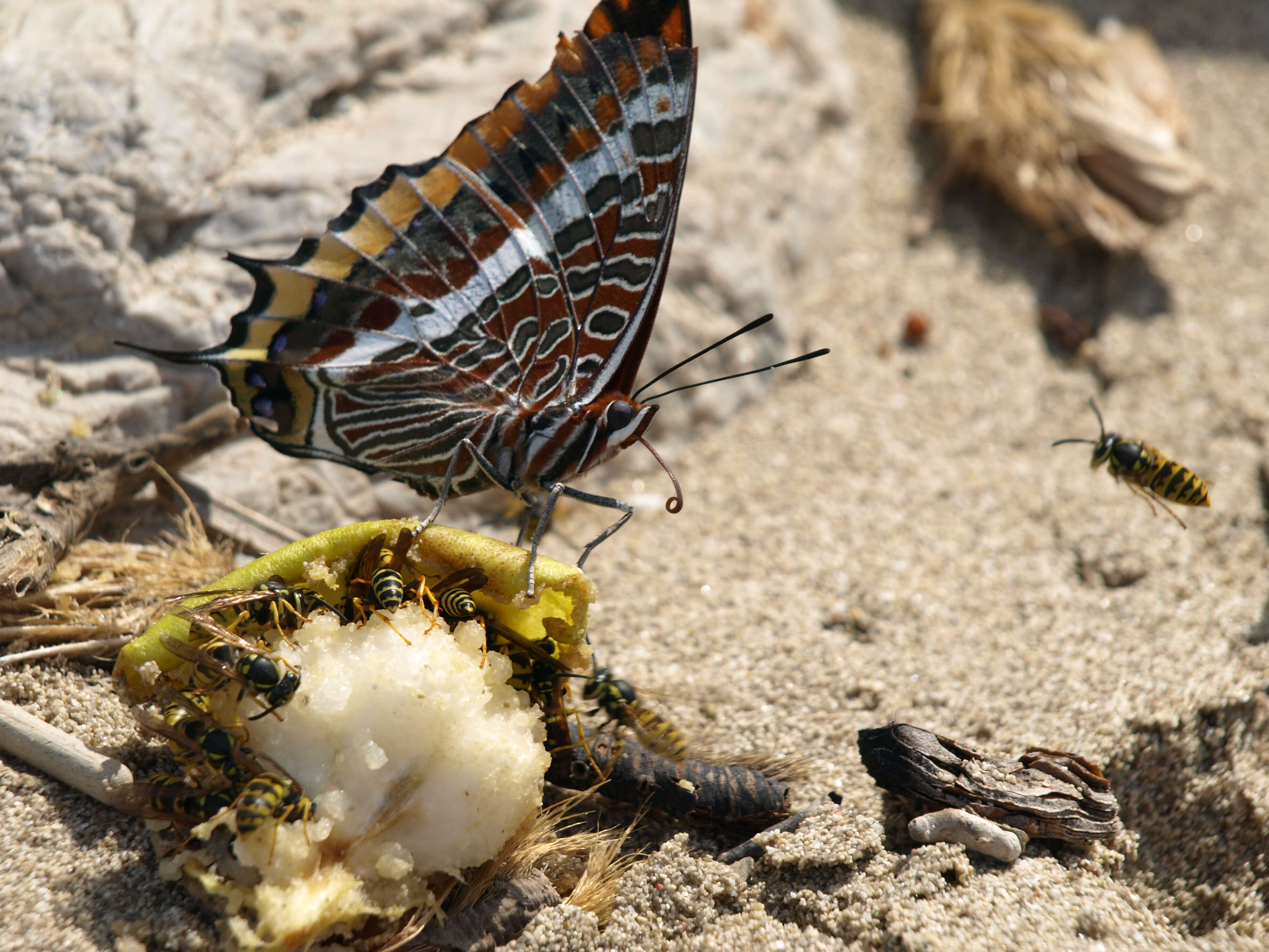 Image of Two-tailed Pasha