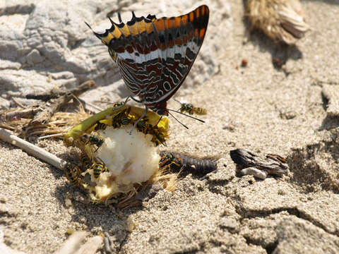 Charaxes jasius Linnaeus 1767的圖片