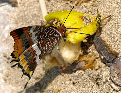 Charaxes jasius Linnaeus 1767的圖片